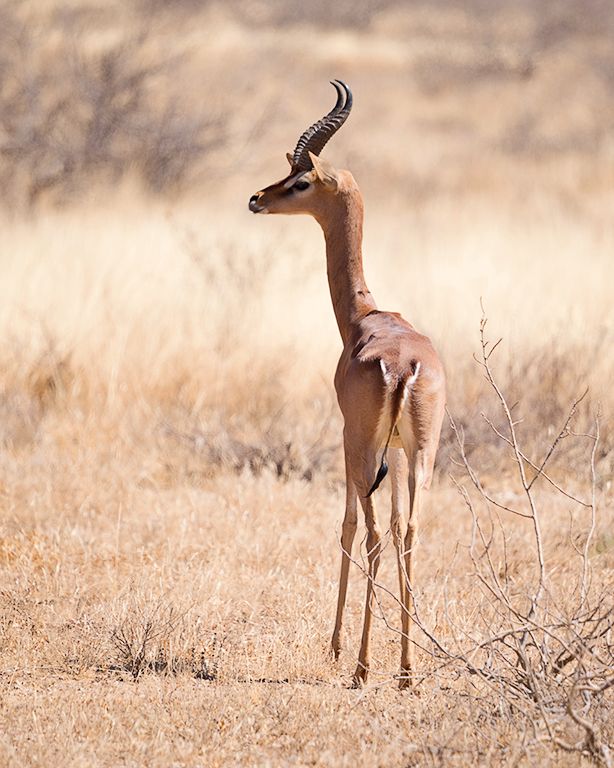 Antílope jirafa - Gerenuk