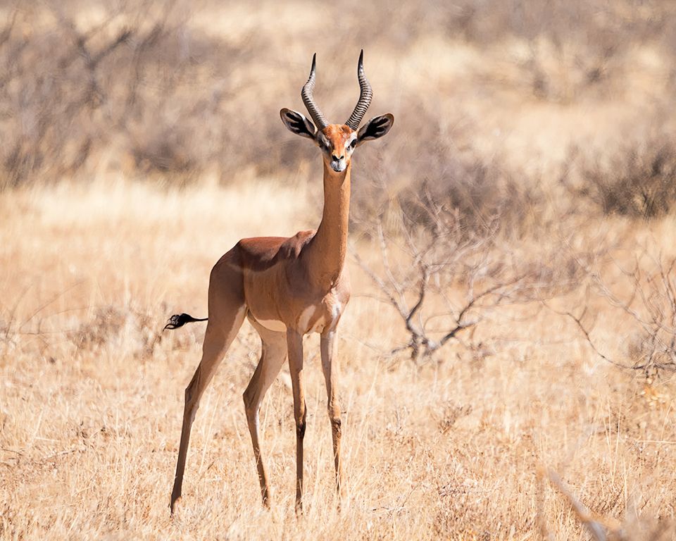 Antílope jirafa - Gerenuk