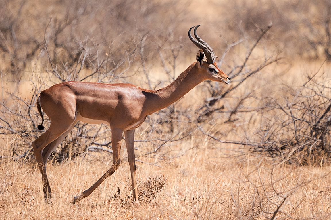 Antílope jirafa - Gerenuk
