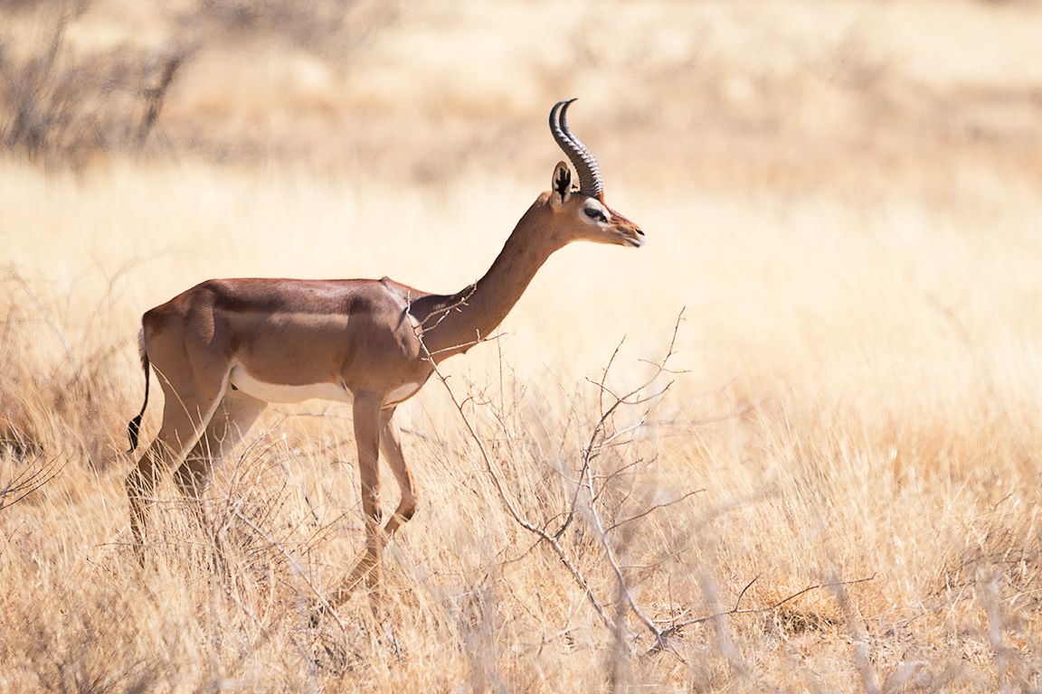 Antílope jirafa - Gerenuk