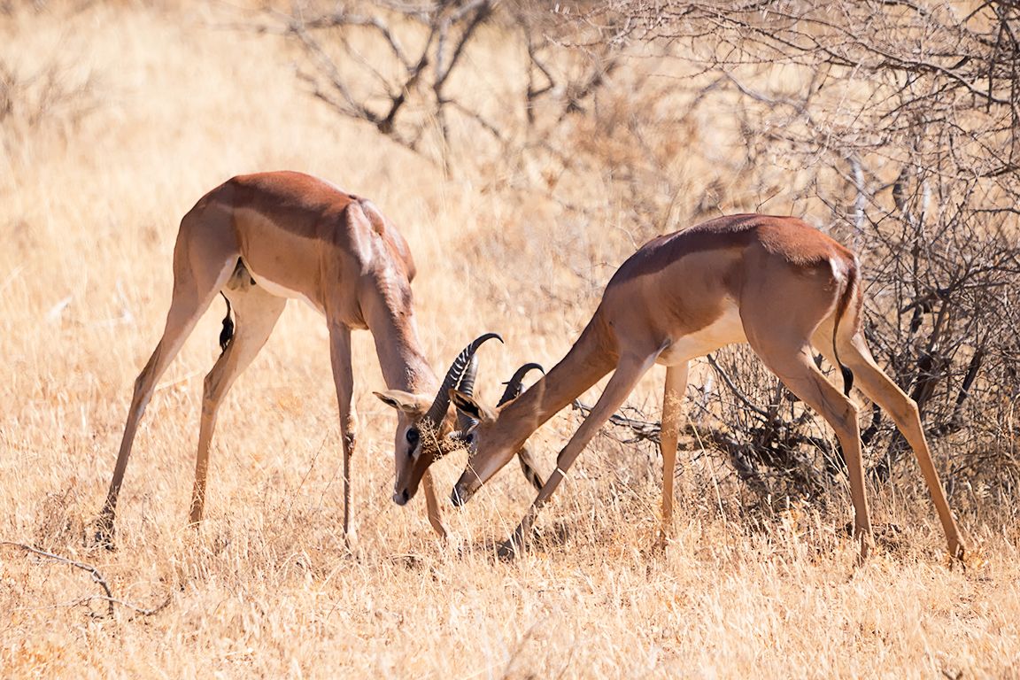 Antílope jirafa - Gerenuk
