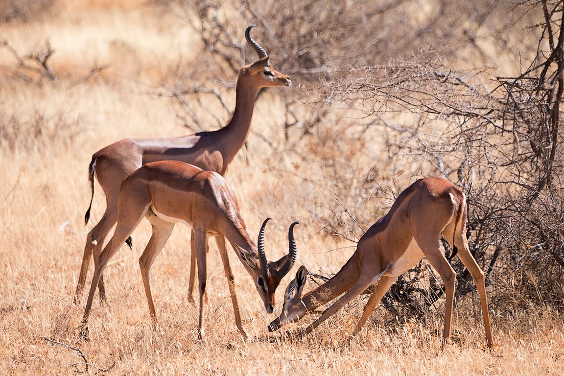 Antílope jirafa - Gerenuk