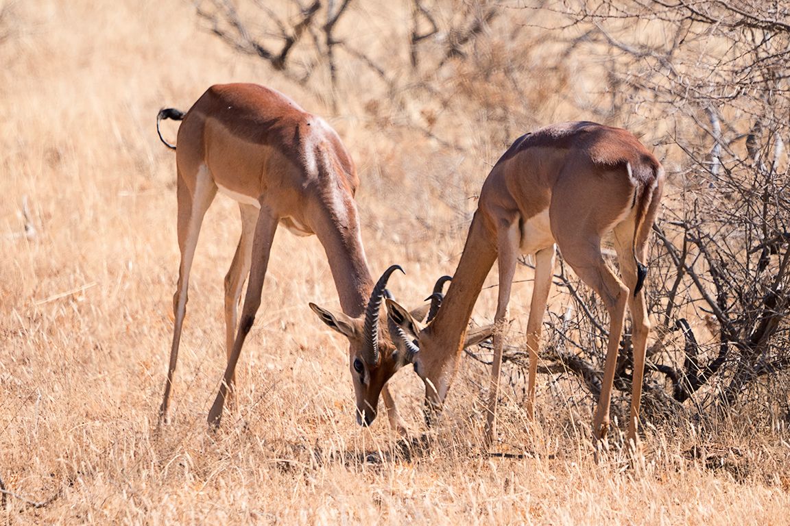 Antílope jirafa - Gerenuk