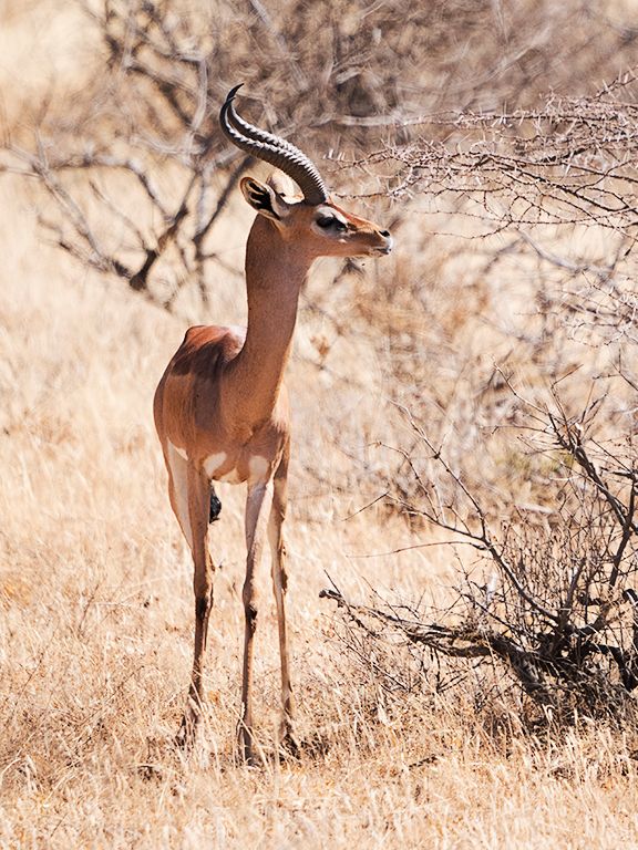 Antílope jirafa - Gerenuk