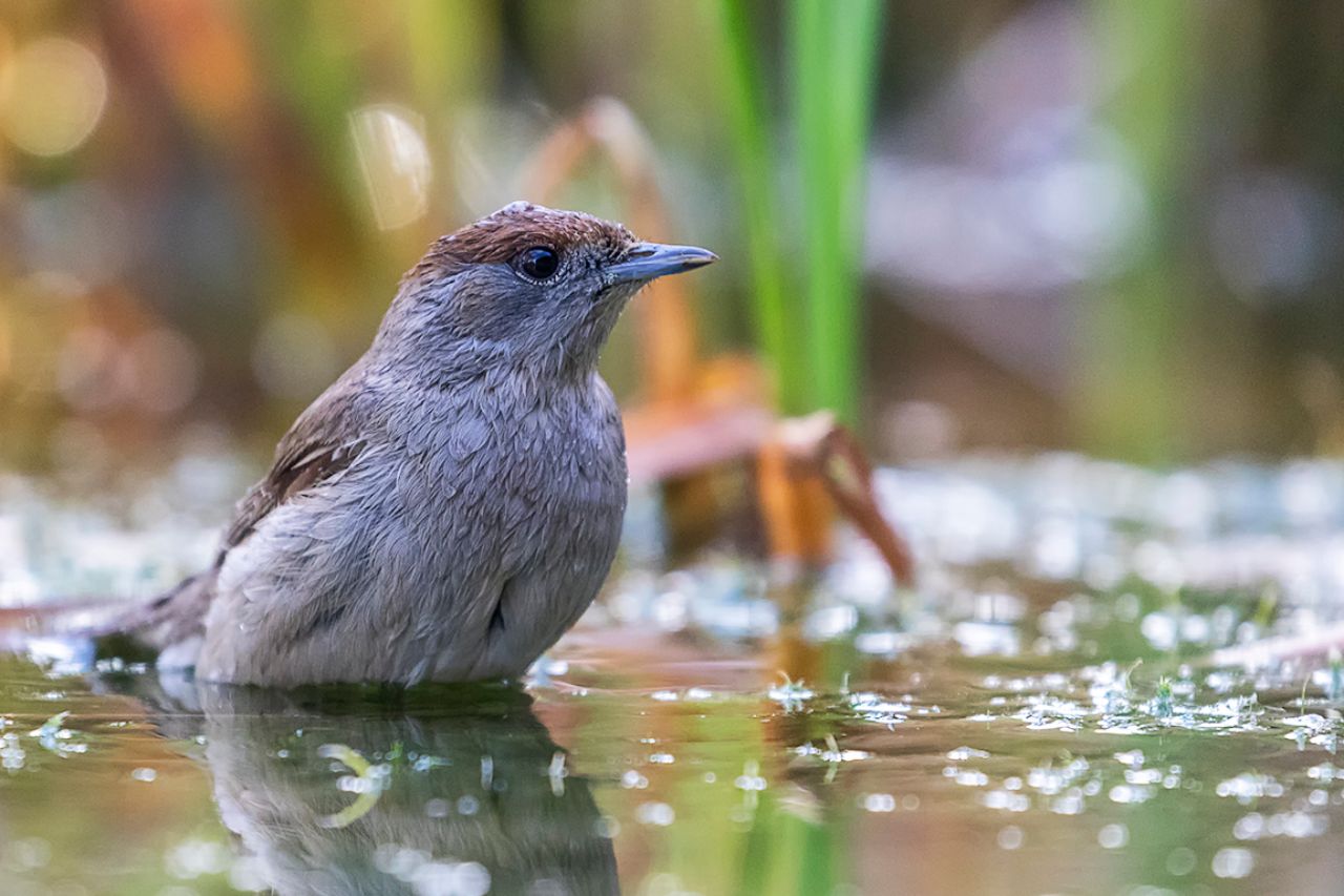 Curruca capirotada hembra