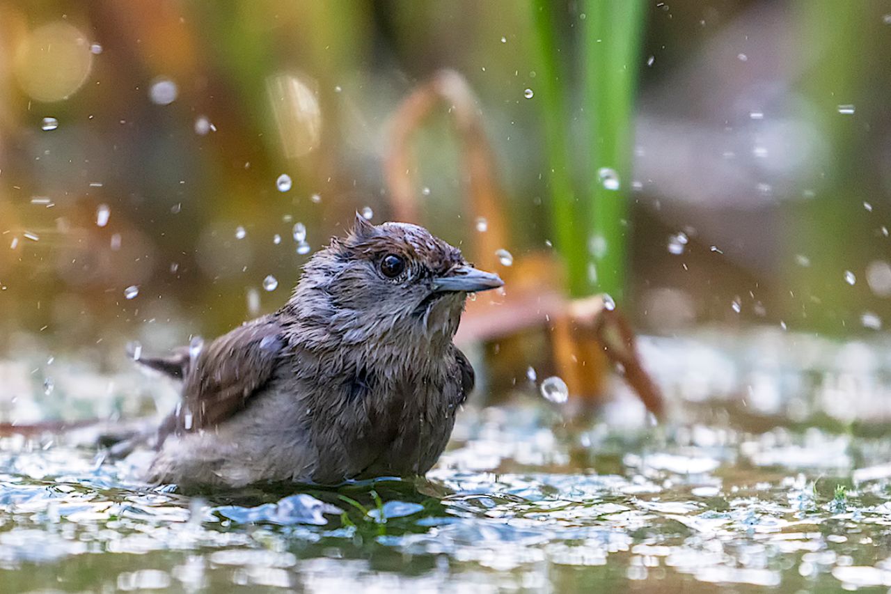 Curruca capirotada hembra