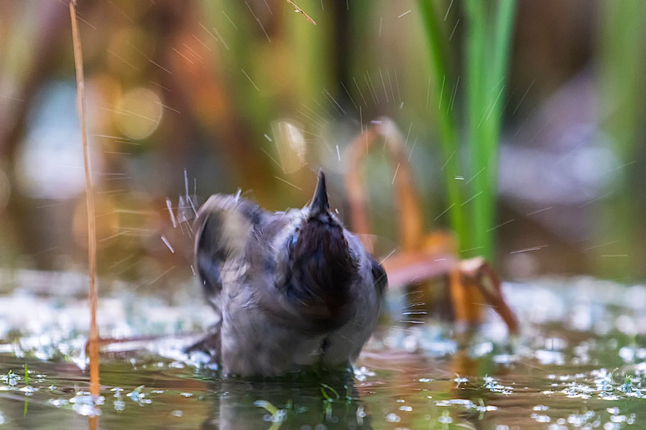 Curruca capirotada hembra