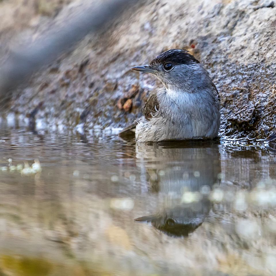 Curruca capirotada macho