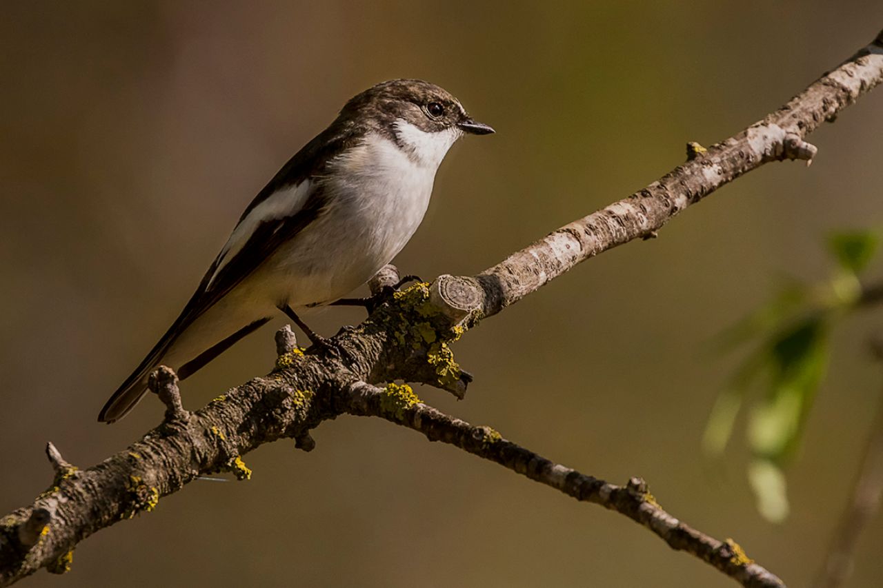 Papamoscas cerrojillo macho