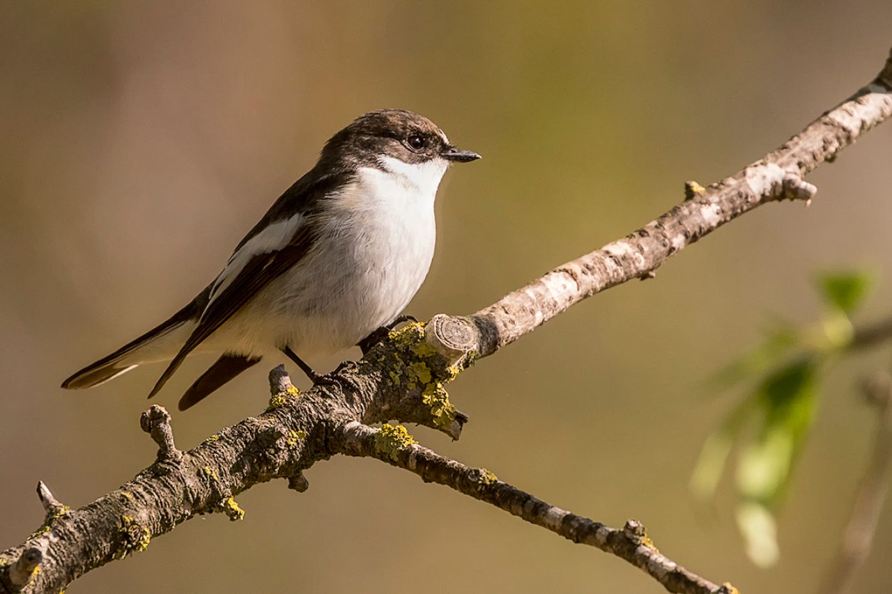 Papamoscas cerrojillo macho