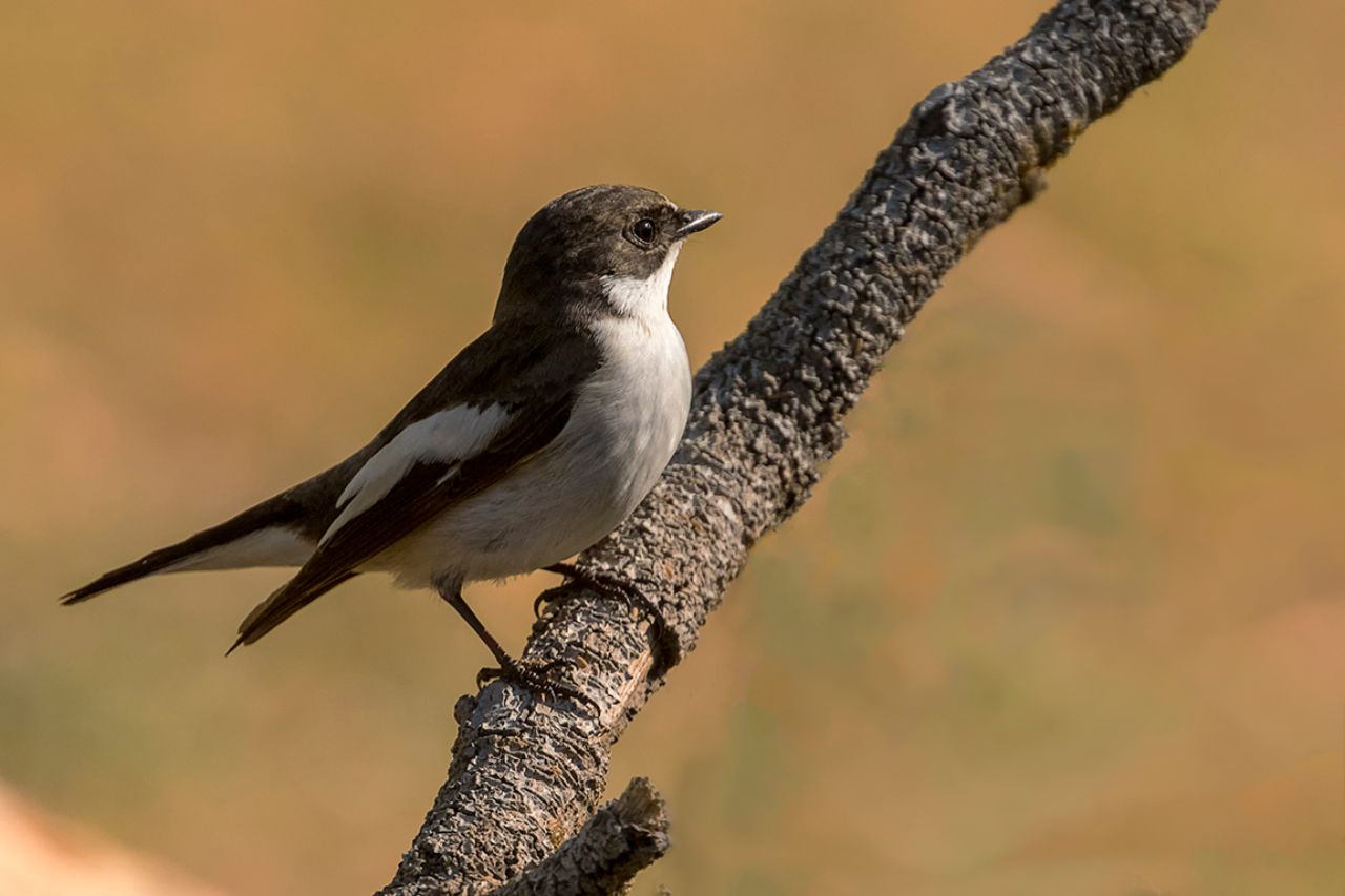Papamoscas cerrojillo macho