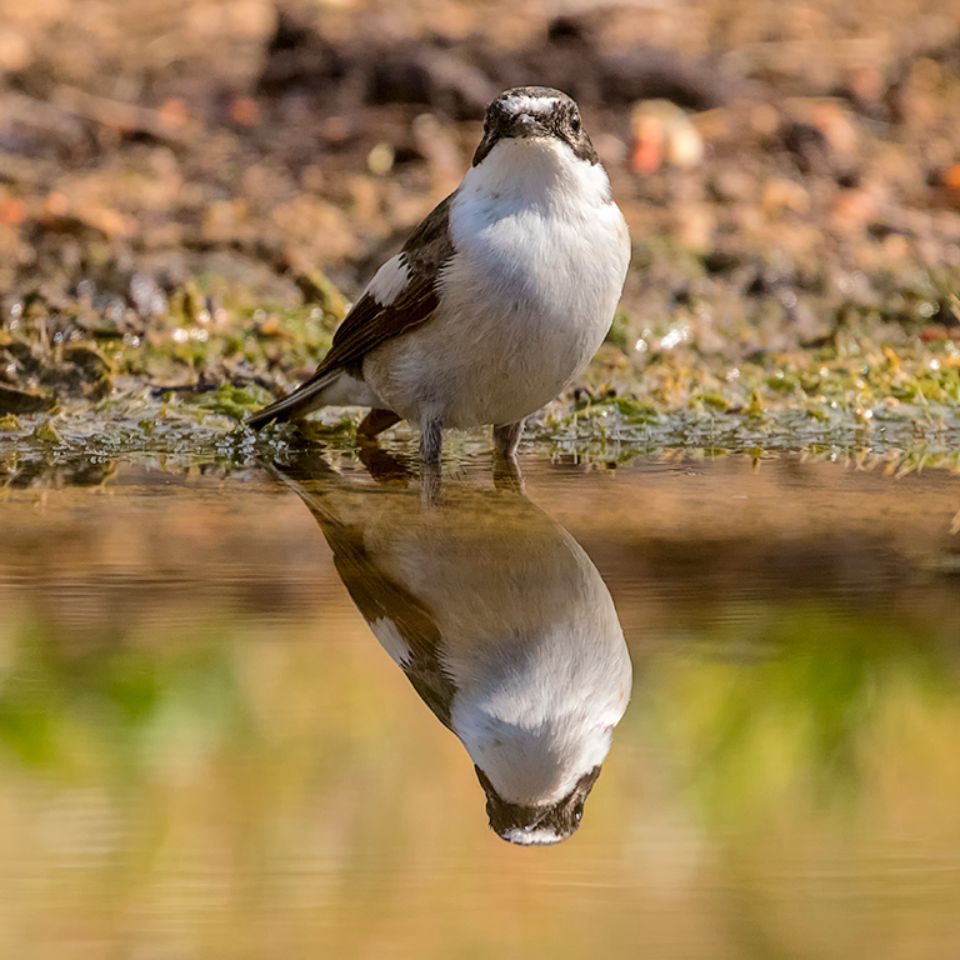 Papamoscas cerrojillo macho