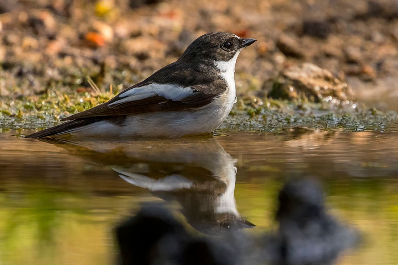 Papamoscas cerrojillo macho