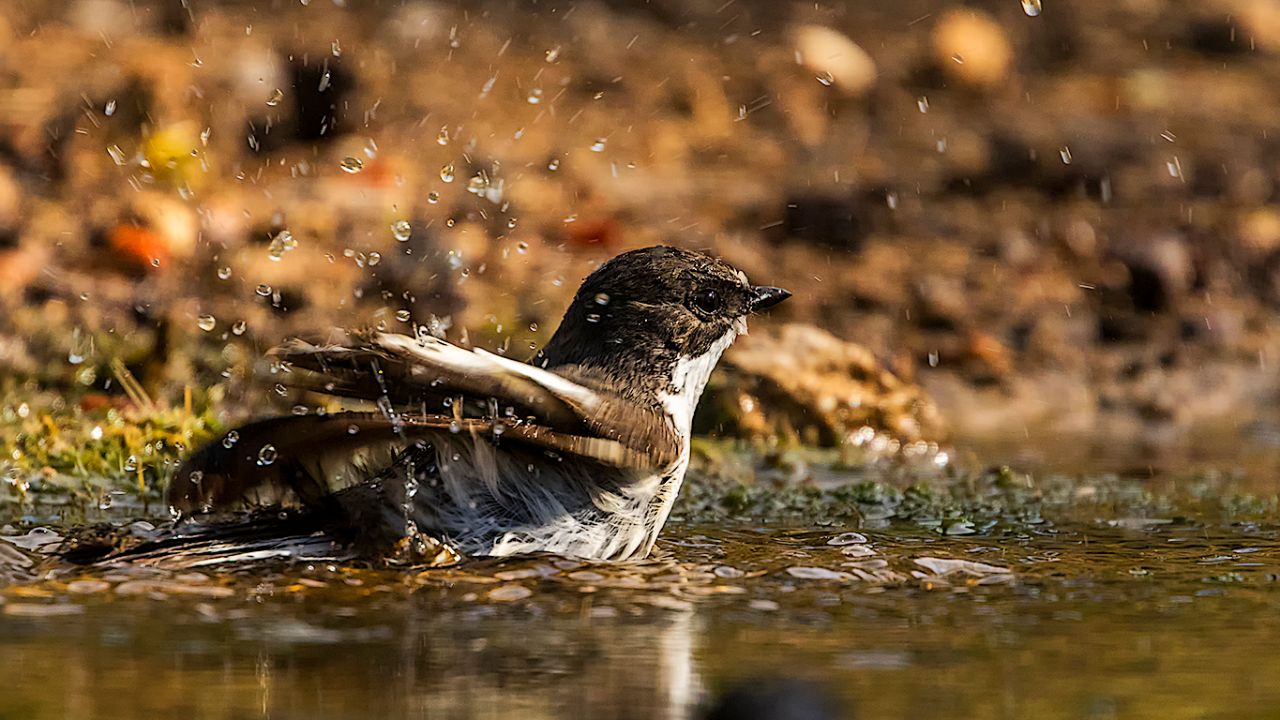 Papamoscas cerrojillo macho