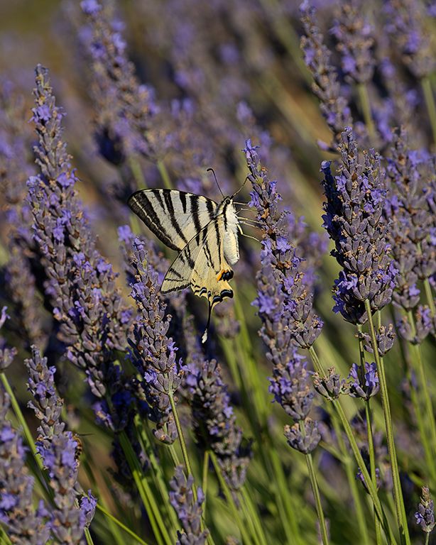 Chupaleches (iphiclides feisthamelii)