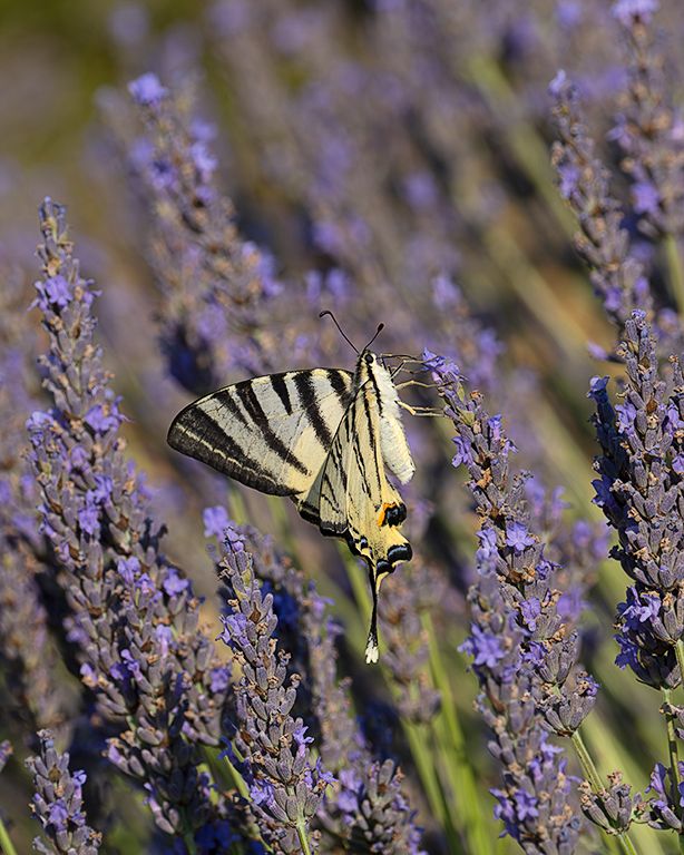 Chupaleches (iphiclides feisthamelii)