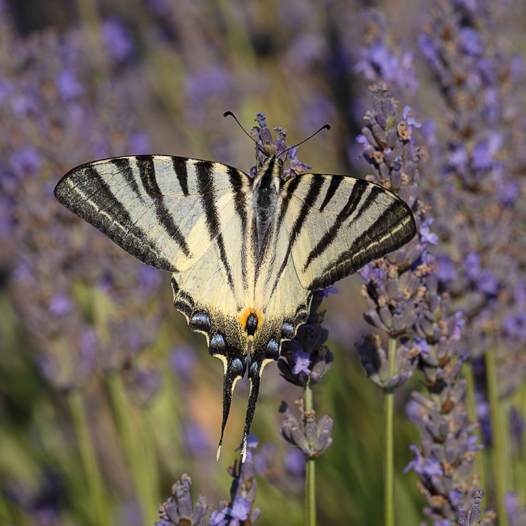 Chupaleches (iphiclides feisthamelii)