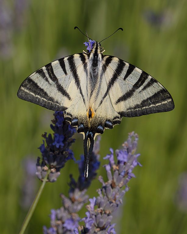 Chupaleches (iphiclides feisthamelii)