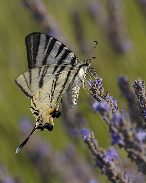 Chupaleches (iphiclides feisthamelii)