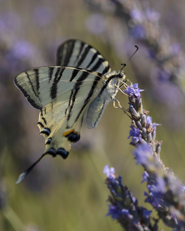 Chupaleches (iphiclides feisthamelii)