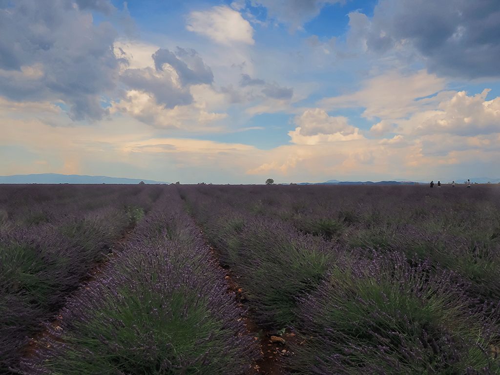 Lavandas
