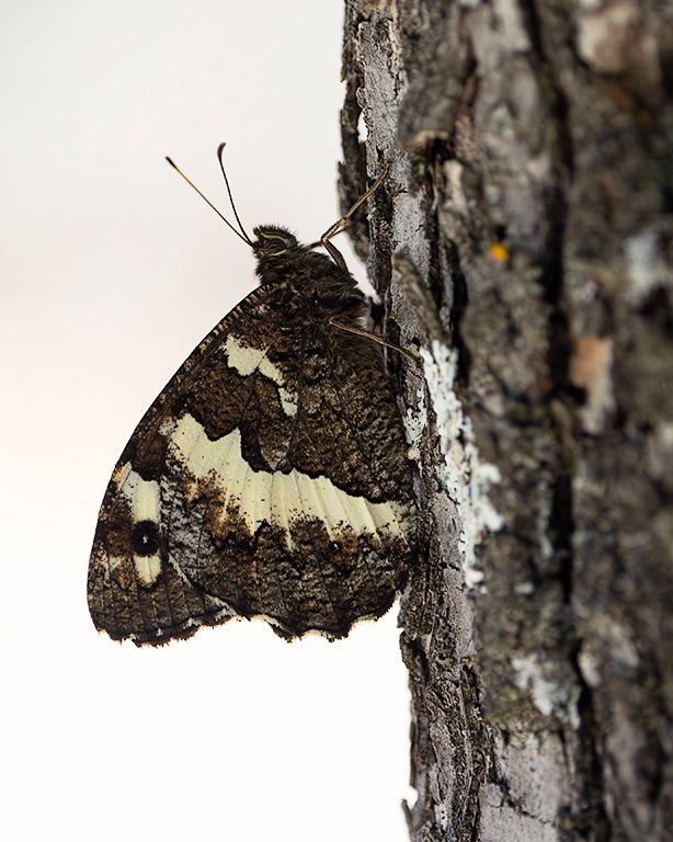 Mariposa Rey Moro o Brintesia circe