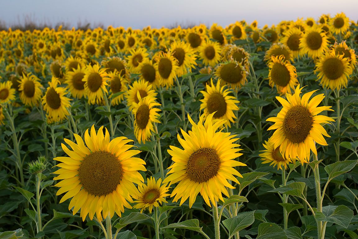 Girasoles