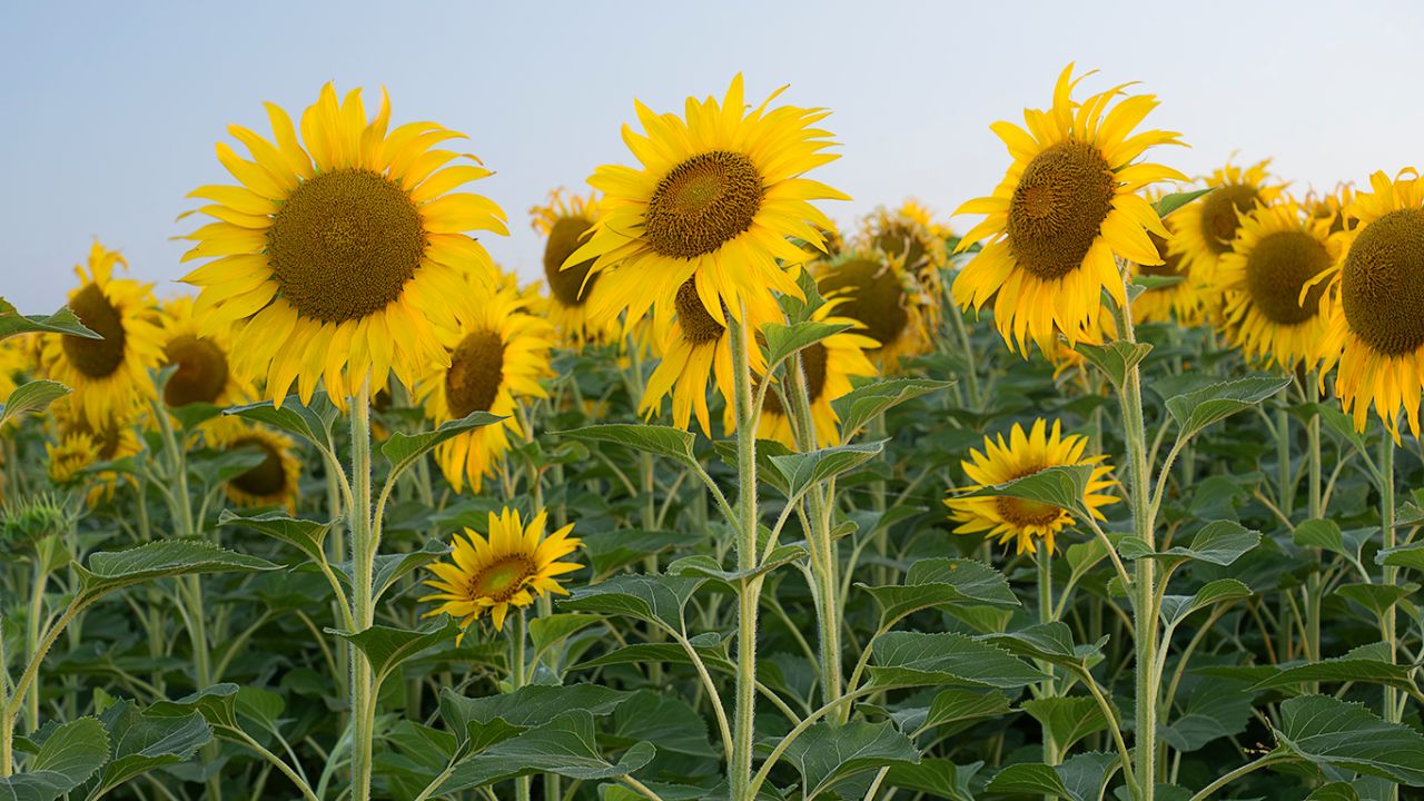 Girasoles