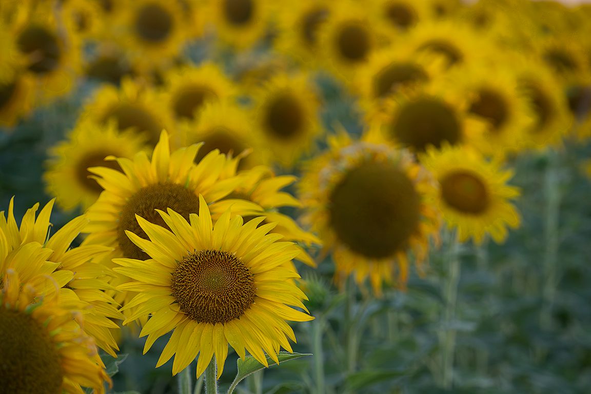 Girasoles