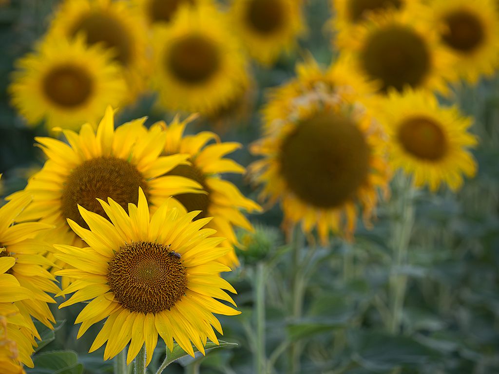 Girasoles