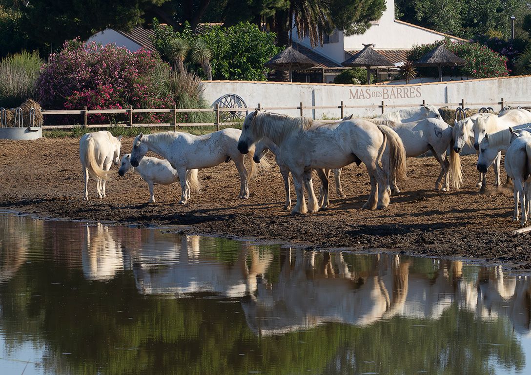 Caballos de La Camarga