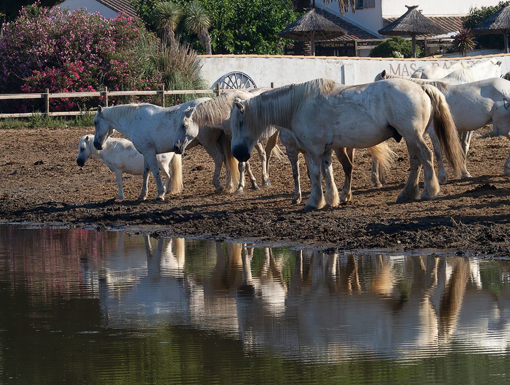Caballos de La Camarga