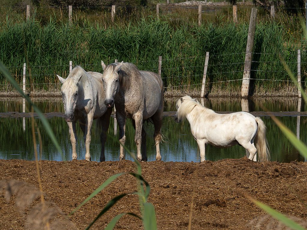 Caballos de La Camarga