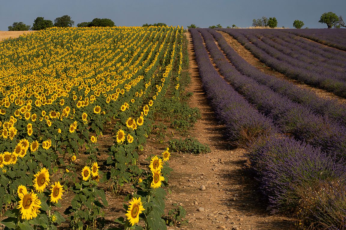 Lavandas y girasoles