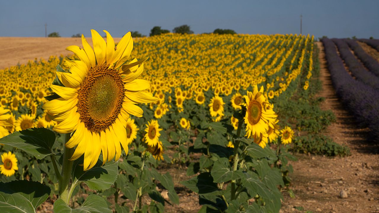 Lavandas y girasoles