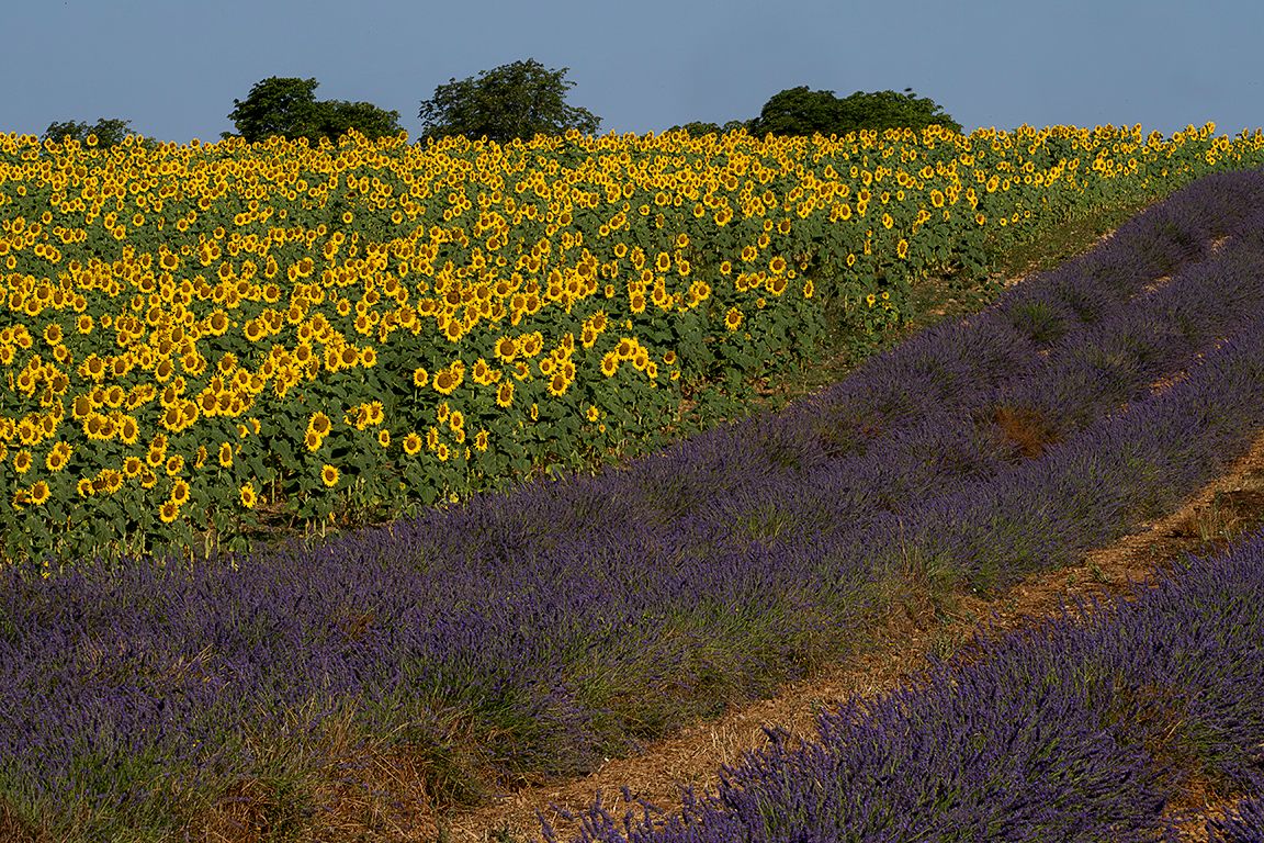 Lavandas y girasoles