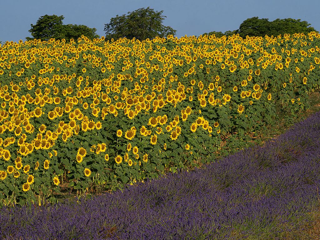 Lavandas y girasoles