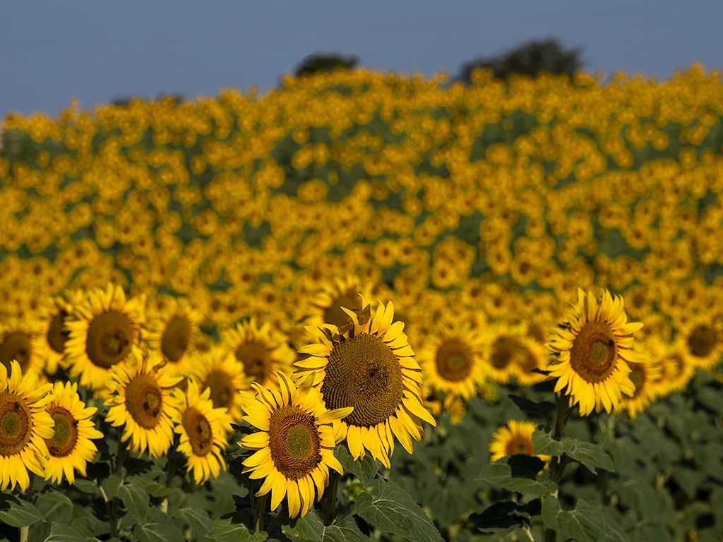 Girasoles