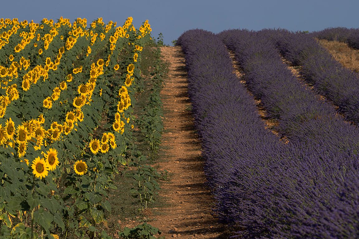 Lavandas y girasoles
