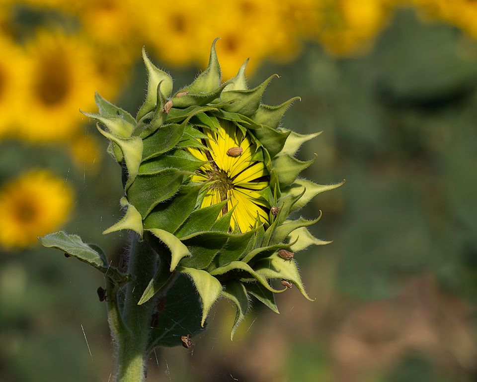 Girasoles