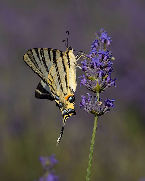 Chupaleches (iphiclides feisthamelii)