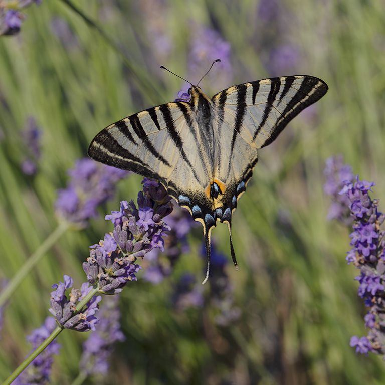 Chupaleches (iphiclides feisthamelii)