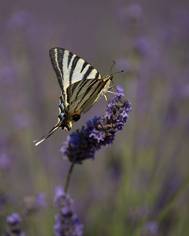 Chupaleches (iphiclides feisthamelii)