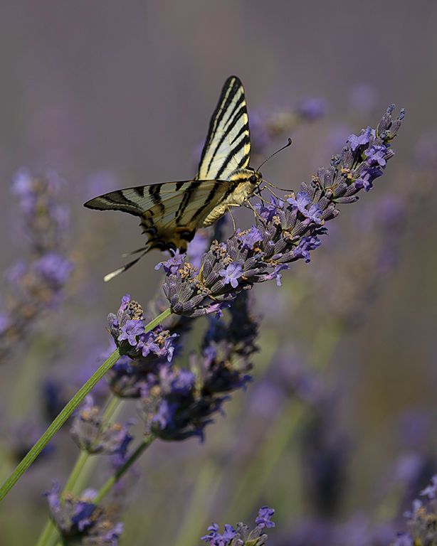 Chupaleches (iphiclides feisthamelii)