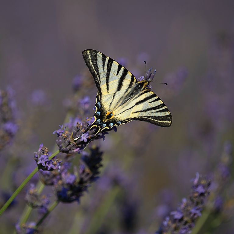 Chupaleches (iphiclides feisthamelii)