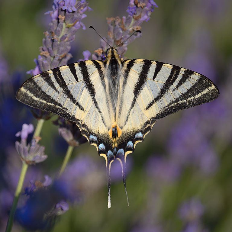 Chupaleches (iphiclides feisthamelii)