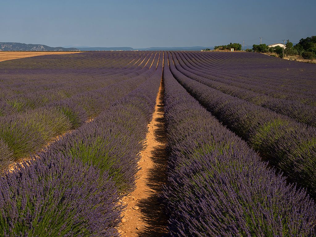 Lavandas