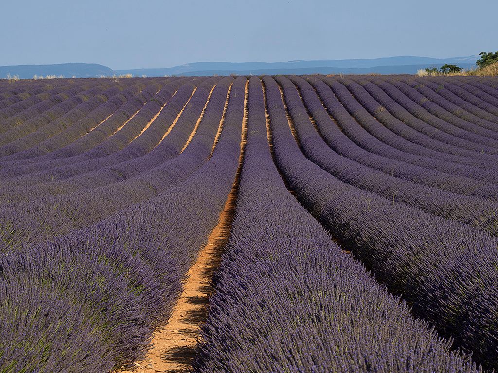 Lavandas