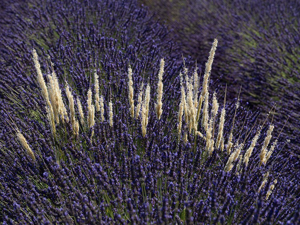 Lavandas