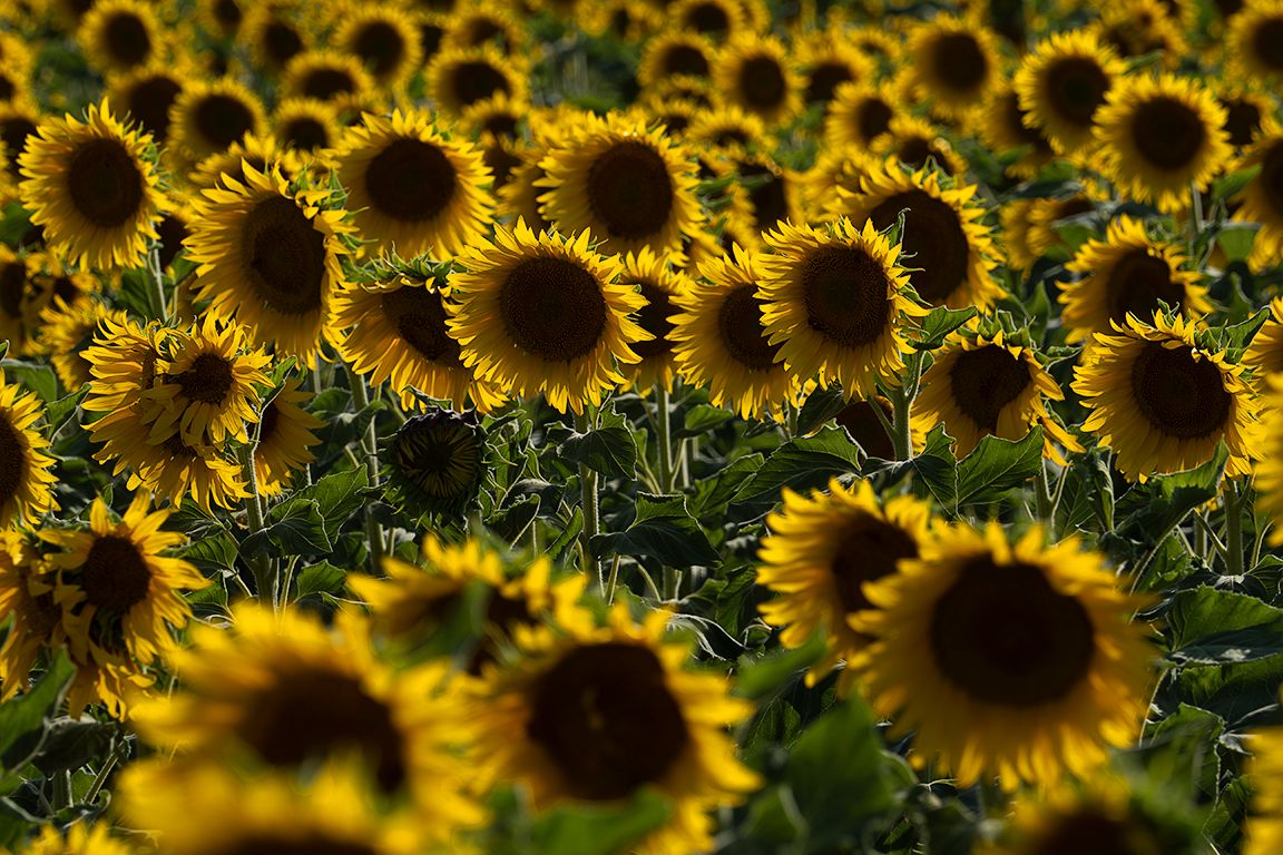 Girasoles